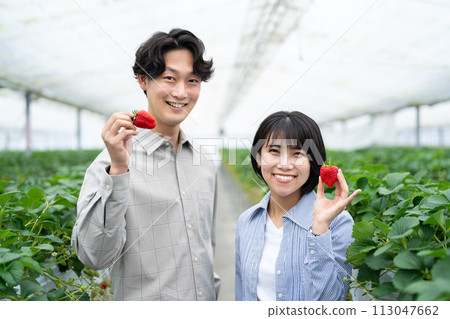 Young men and women enjoying strawberry picking Young men and women enjoying strawberry picking 113047662