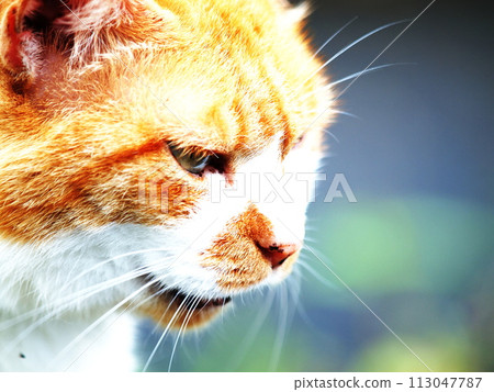 一隻貓用狂野、銳利的眼神盯著你 113047787