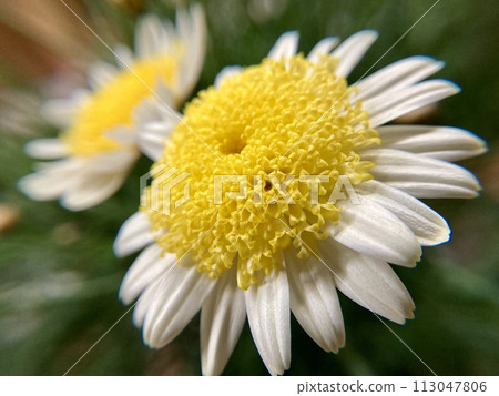 Margaret Solemio flowers 113047806