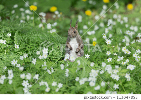 Two-wheeled grass and Ezoris 113047855