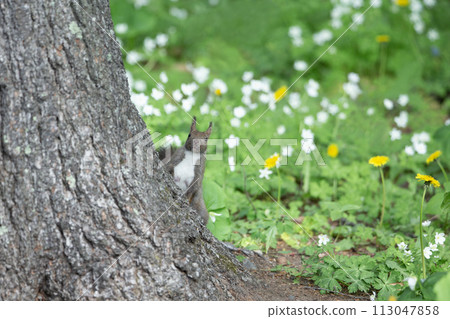 兩輪草和 Ezoris 兩輪草和 Ezoris 113047858