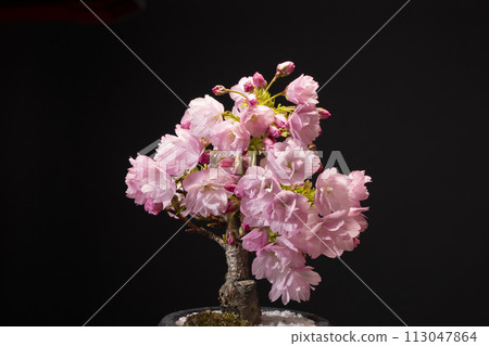 Asahiyama cherry bonsai blooms in full bloom in spring Asahiyama cherry bonsai blooms in full bloom in spring 113047864