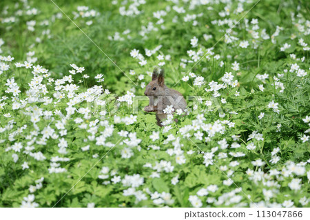 Two-wheeled grass and Ezoris 113047866