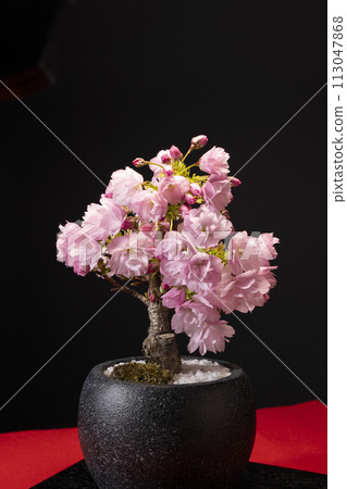 Asahiyama cherry bonsai blooms in full bloom in spring 113047868