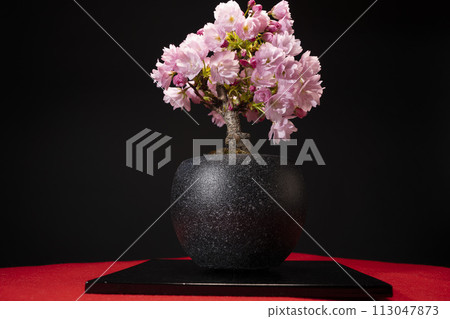 旭山櫻花盆景春天盛開 113047873