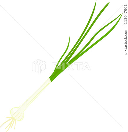 生金釵、野蒜 生金釵、野蒜 113047901