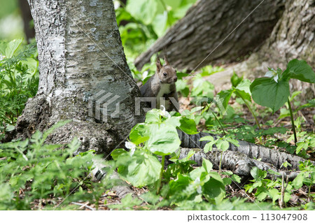Spring forest and Hokkaido squirrel 113047908