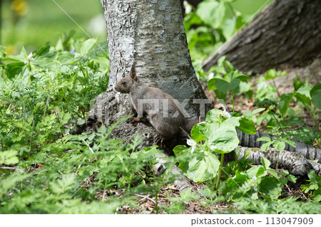 Spring forest and Hokkaido squirrel 113047909