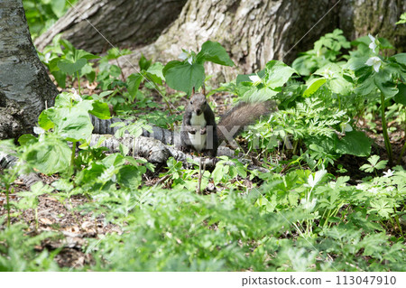Spring forest and Hokkaido squirrel Spring forest and Hokkaido squirrel 113047910