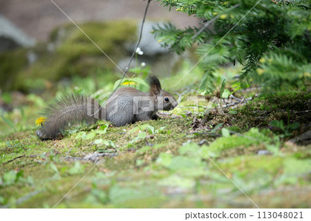 蝦夷松鼠和春天的森林 113048021