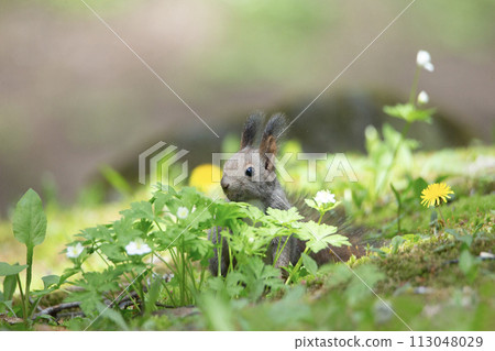 Ezo squirrel and spring forest 113048029