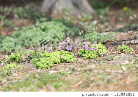 Hokkaido squirrels playing in the spring forest Hokkaido squirrels playing in the spring forest 113048091