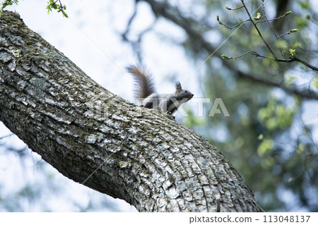 Hokkaido squirrels playing in the spring forest 113048137