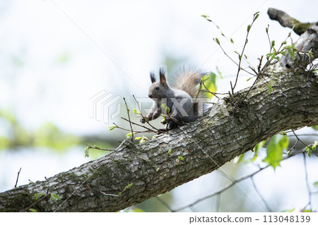 Hokkaido squirrels playing in the spring forest 113048139