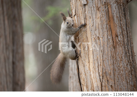 松鼠在春天的森林裡玩耍 松鼠在春天的森林裡玩耍 113048144