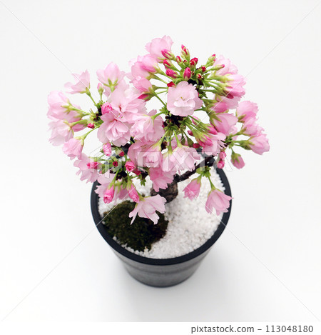 粉紅色的花朵旭山櫻花 粉紅色的花朵旭山櫻花 113048180