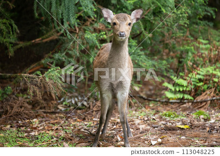 Yakushima deer Yakushima deer 113048225
