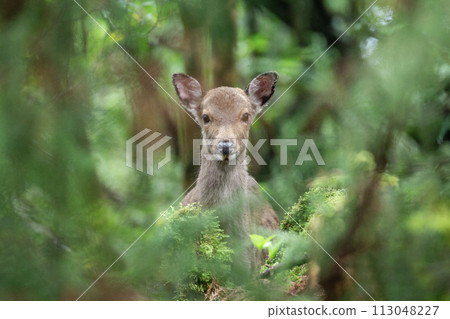 Yakushima deer 113048227