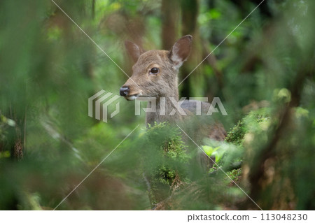Yakushima deer Yakushima deer 113048230