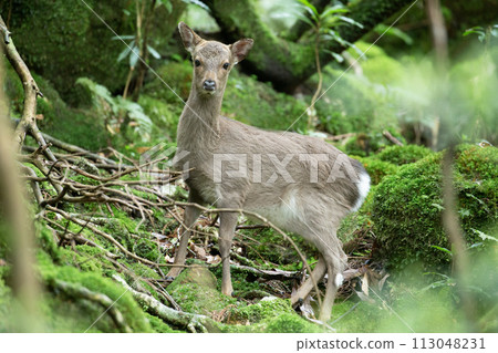 Yakushima deer Yakushima deer 113048231