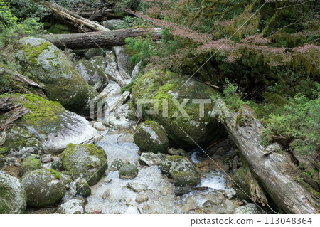 Yakushima Forest Yakushima Forest 113048364