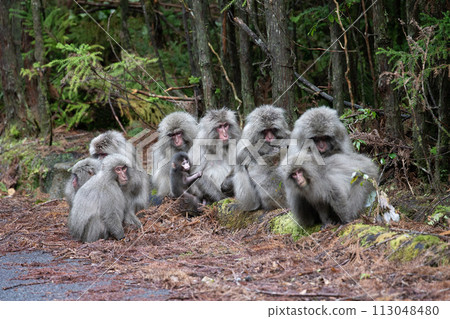 日本黑幫猴子住的森林 113048480