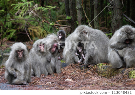 日本黑幫猴子住的森林 113048481
