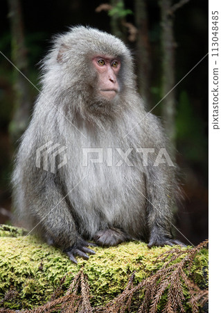 Forest where Yakuza monkeys live Forest where Yakuza monkeys live 113048485