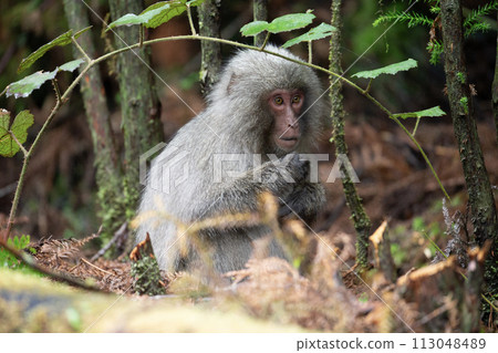 Forest where Yakuza monkeys live 113048489