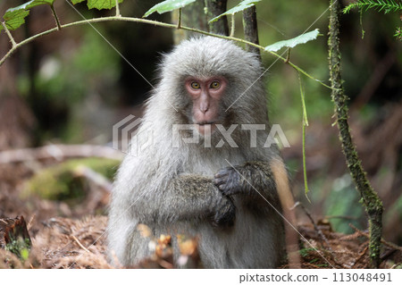 Forest where Yakuza monkeys live Forest where Yakuza monkeys live 113048491