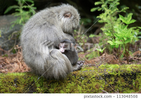 Forest where Yakuza monkeys live Forest where Yakuza monkeys live 113048508