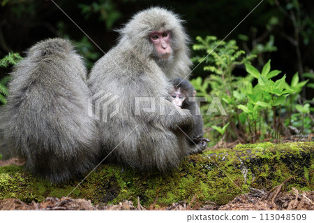 Forest where Yakuza monkeys live 113048509