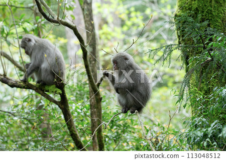 Forest where Yakuza monkeys live 113048512