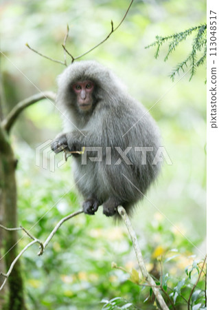 Forest where Yakuza monkeys live Forest where Yakuza monkeys live 113048517