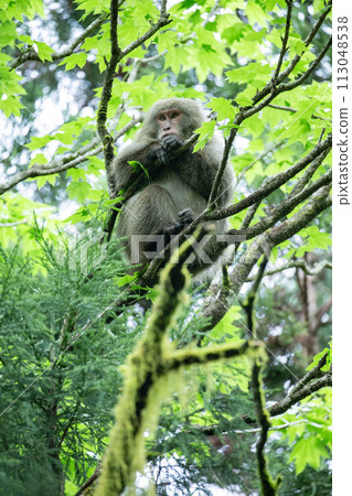 Forest where Yakuza monkeys live 113048538