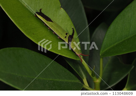 生物 昆蟲 石垣蝴蝶，最後齡幼蟲。尺寸4公分多一點，畫得清晰。 113048609