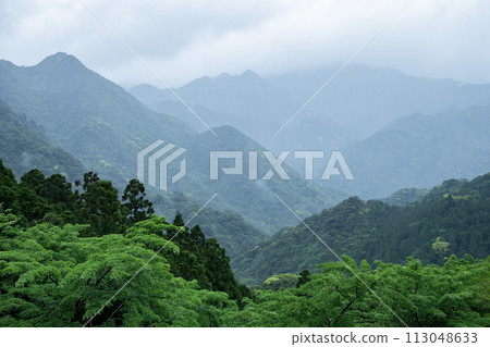 屋久島森林 113048633