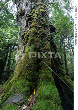屋久島森林 113048642