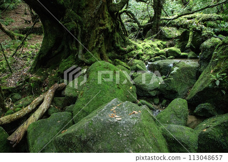 屋久島森林 113048657