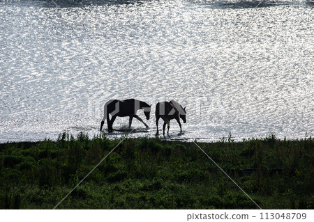 pasture thoroughbred pasture thoroughbred 113048709