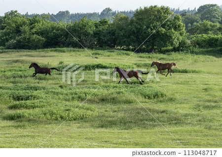pasture thoroughbred pasture thoroughbred 113048717