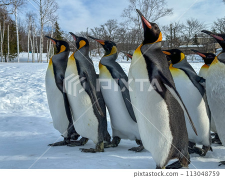 King penguin walking in the snow King penguin walking in the snow 113048759