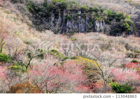Makuiwa and Yugawara plum grove Makuiwa and Yugawara plum grove 113048863