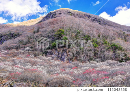 Makuiwa and Yugawara plum grove 113048868
