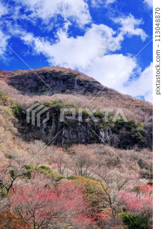 Makuiwa and Yugawara plum grove Makuiwa and Yugawara plum grove 113048870