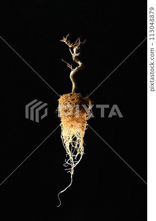 盆景的形象 113048879