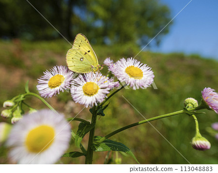 Monkey butterfly perching on Halcyon Monkey butterfly perching on Halcyon 113048883