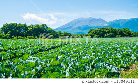 Cabbage field in Tsumagoi village (viewing Mt. Asama) 113049111