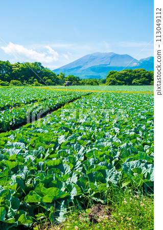 Cabbage field in Tsumagoi village (viewing Mt. Asama) Cabbage field in Tsumagoi village (viewing Mt. Asama) 113049112