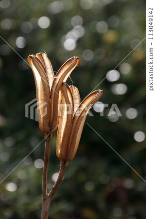 Withered lilies on Umajima, Kurushima Kaikyo Withered lilies on Umajima, Kurushima Kaikyo 113049142